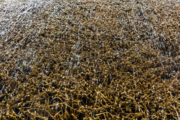 A close-up view of a field covered in frost in the morning