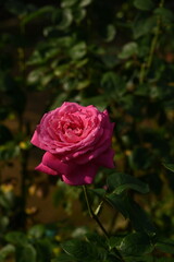 ピンク色のバラ