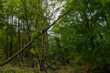A fallen tree lies in the middle of a dense forest, surrounded by tall green trees