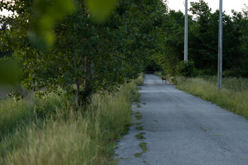 Fototapeta premium dettagli in prospettiva di una strada di campagna che attraversa un piccolo bosco, circondato da alberi, sulla quale si trova un capriolo lontano, di sera, al tramonto