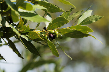 foglie verdi e bacche verdi e nere di una pianta di alloro, di giorno, in primavera