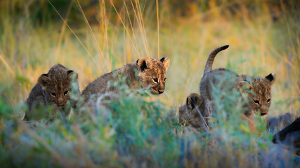 Two lion cubs are playfully exploring a grassy landscape, with one walking on a fallen log while the other observes. The setting sun casts a warm glow.