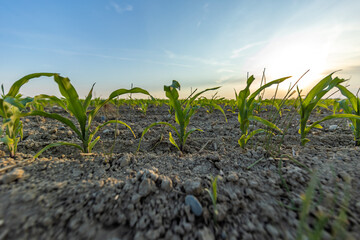vista panoramica a livello del terreno di un campo agricolo in una zona di pianura, con tantissime giovani piante di mais, dalle foglie verdi, al tramonto, in primavera
