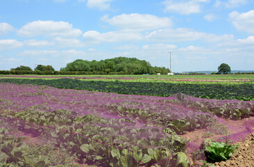 Cabbages in a farm field in Kent, England