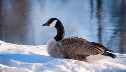 Obraz premium Canadian Goose Resting by the Winter Lake