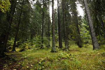 Obraz premium vista panoramica di un bellissimo bosco di montagna nelle foreste vicino a Tarvisio, nell'Italia nord orientale, di giorno, in autunno