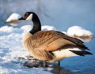 Obraz premium Canadian Goose Resting by the Winter Lake