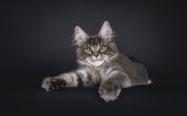 Handsome blue Maine Con cat kitten, laying down hanging on to edge. Looking straight to camera.  Isolated on a black background.