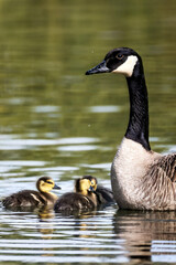 Obraz premium Baby Ducklings and Canadian Geese Swimming Together
