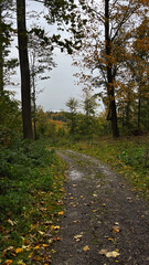 Autumn country road in a mountain forest with fallen autumn leaves