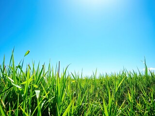 Fototapeta premium Lush green grass under a bright sun in a clear blue sky, clear, blue sky