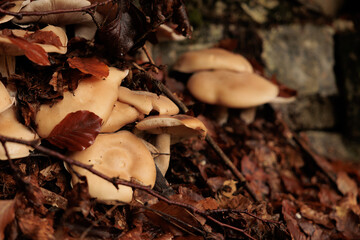 vista macro di un gruppo di funghi dal berretto grande e di colore marrone chiaro, in mezzo alle foglie cadute dagli alberi, su un terreno umido in un bosco di montagna, in autunno