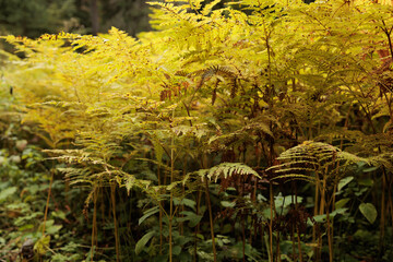 vista macro di piante di felce di colore giallo in un bosco naturale di montagna in autunno