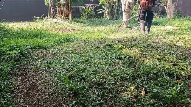 A man mowing a grass field with grass cutter in the morning. The grass cutter was powered by 2 stroke engine.