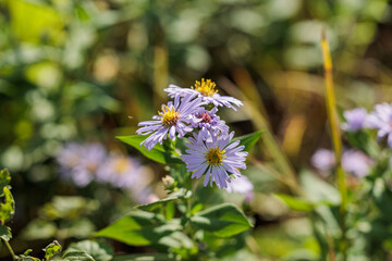 vista macro di alcuni fiori di margherita dai petali color viola chiaro su sfondo sfuocato, di giorno, in primavera