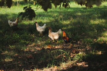 dettagli di un galletto dalle piume scure insieme ad alcune galline più grandi dal piumaggio chiaro che razzolano libere in un prato, di giorno, in primavera