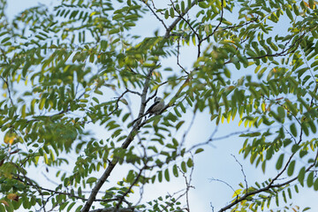 vista dettagliata di un piccolo uccello passeriforme dal piumaggio bianco e nero mentre se ne sta appollaiato sul ramo sottile di un albero, di giorno, in primavera