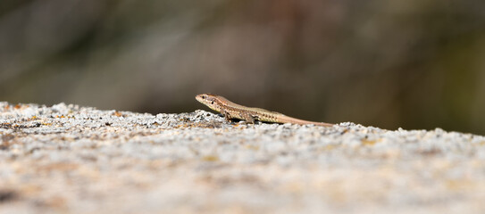 Iberian lizard (Podarcis hispanicus)
