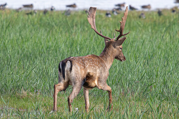 Common or European fallow deer (Dama dama) jumping and running through the water of the wetlands, chasing a female in heat in Aiguamolls Emporda Girona Spain