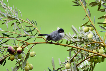 Sardinian warbler Sylvia melanocephala. Sardinian Warbler Curruca