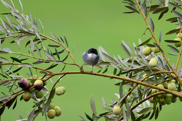 Sardinian warbler Sylvia melanocephala. Sardinian Warbler Curruca