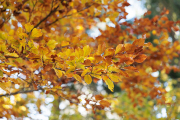 dettagli in primo piano dei rami di un albero con foglie dai colori autunnali, di giorno, in autunno, illuminate dal sole