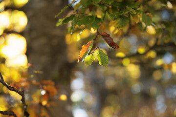 dettagli in primo piano dei rami di un albero con foglie dai colori autunnali, di giorno, in autunno, illuminate dal sole