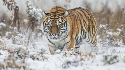 Obraz premium Close-up of an Amur tiger on the prowl, muscles tense and eyes alert, as it navigates through the snowy terrain