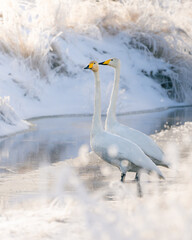 Whooper swan in Swedish winter lake.