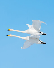 Whooper swan in Swedish winter lake.