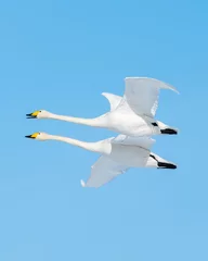 Whooper swan in Swedish winter lake. © Erik