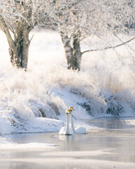 Whooper swan in Swedish winter lake.