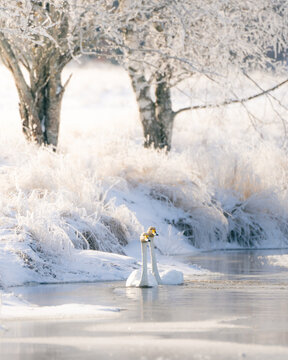 Whooper swan in Swedish winter lake.