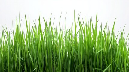 Fototapeta premium A long green grass field with no other objects