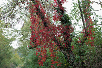 dettaglio di una pianta rampicante dalle foglie rosse cresciuta su un albero deciduo