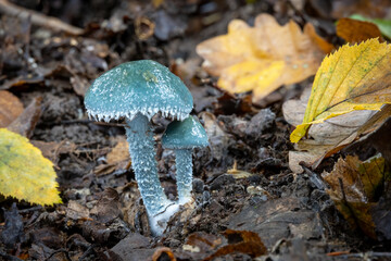 Stropharia aeruginosa commonly known as the blue-green stropharia or verdigris agaric