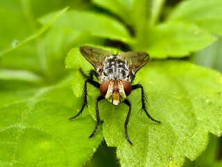 Sarcophaga carnaria fly on a leaf
