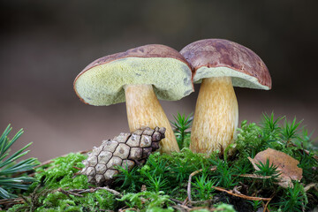 Detail shot of two amazing edible Imleria badia mushrooms commonly known as bay bolete in moss