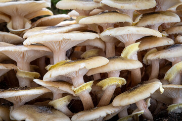 Armillaria mellea commonly known as honey fungus in macro detail shot