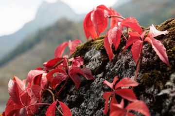 folta pianta rampicante dalle foglie rosse ed arancioni cresciuta lungo un muro, all'aperto