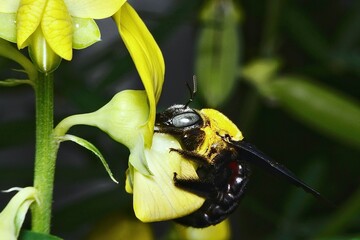 A wasp is perched on a flower, diligently feeding on its nectar. This small creature, with its slender body and delicate wings, is deeply focused on gathering the pollen and nectar
