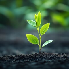 A young green plant sprouts from dark soil, symbolizing growth and renewal.