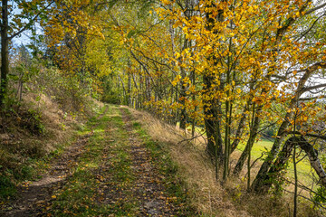 Path through autumnal countryside with colorful birches