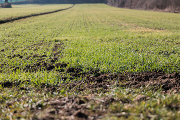 campo verde, coltivato con piccole piante giovani e basse, visto a livello del terreno, dal basso e in prospettiva, di giorno