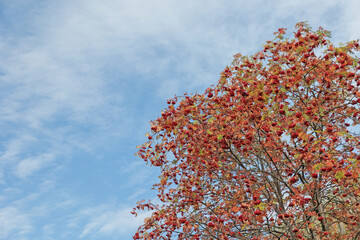 vista dettagliata dei frutti rossi e delle foglie autunnali arancioni e gialle di un albero di sorbo, di giorno, in autunno, nel nord Italia
