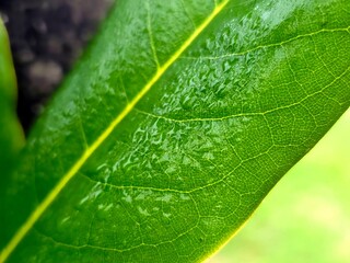 green leaf with water drops