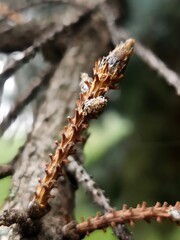 willow branch with catkins in the morning