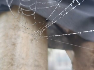 spider web with dew drops