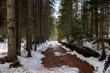 strada sterrata che attraversa un fitto bosco di conifere innevato, in montagna, nell'Italia nord...