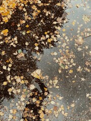 autumn leaves on the ground